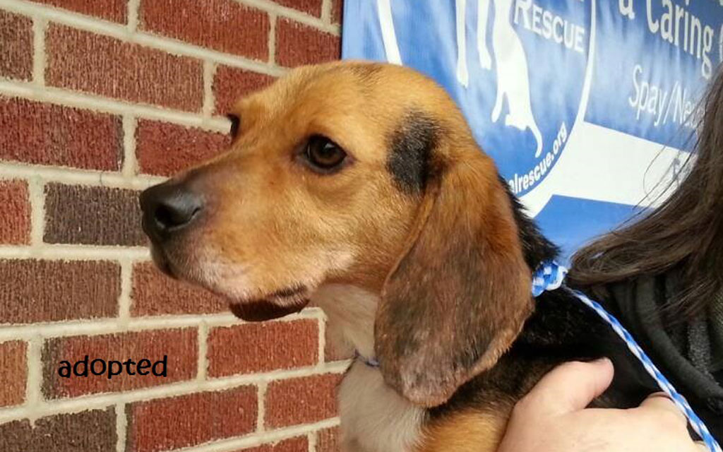 Beagle adopted