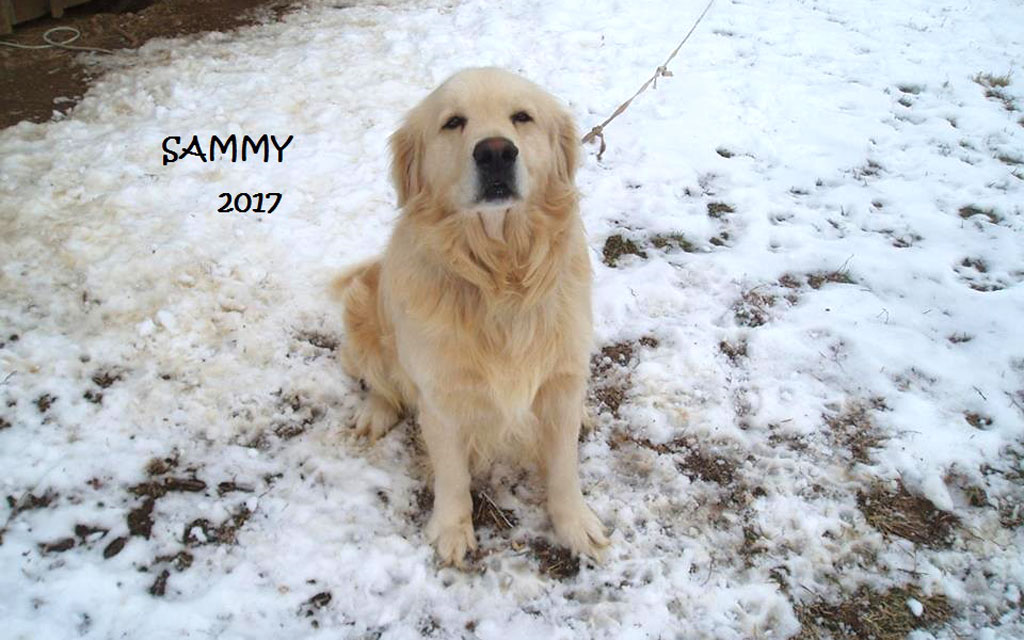 Sammy 2017