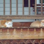 porch cats_0