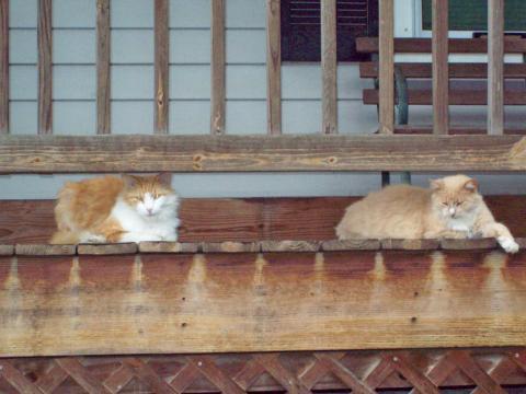 porch cats_0